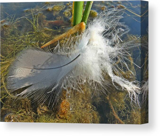 Feather Canvas Print featuring the photograph Just a Feather by Scott Kingery