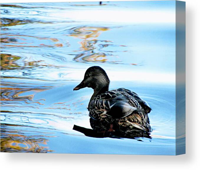 Baby Duck Canvas Print featuring the photograph Just Ducky by Colleen Kammerer