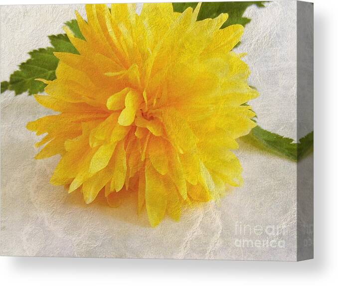 Flower Canvas Print featuring the photograph Kerria japonica by Vix Edwards