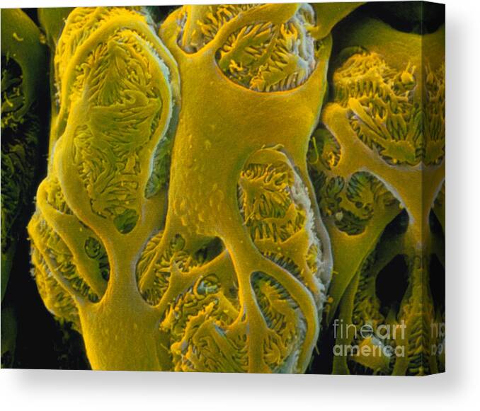 Filtration Unit Canvas Print featuring the photograph Kidney filtration network by Spl