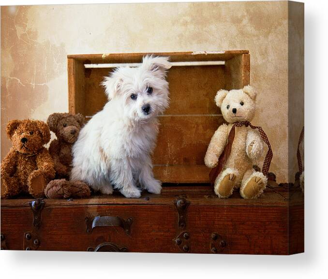 Dog Canvas Print featuring the photograph Kip and friends by Toni Hopper