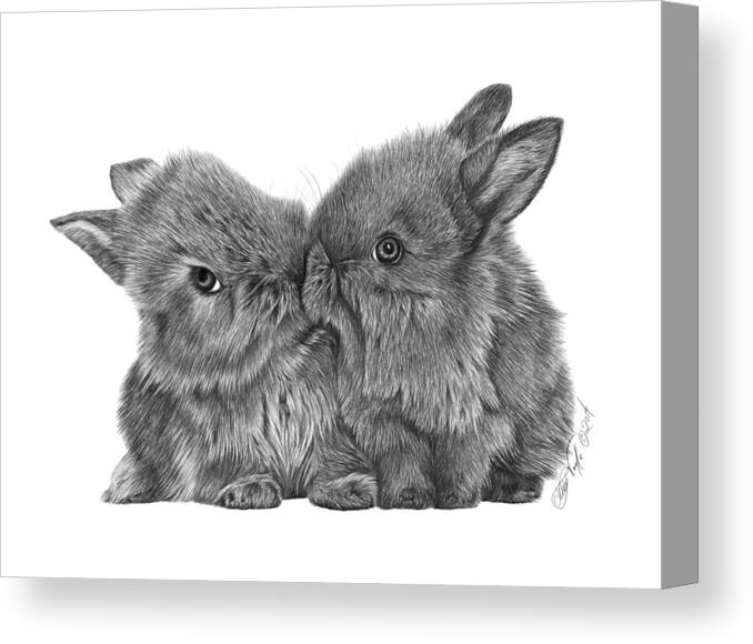  Animal Drawings Canvas Print featuring the drawing Kissing Bunnies - 035 by Abbey Noelle