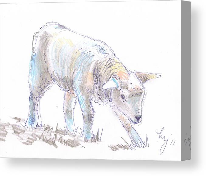 Lamb Canvas Print featuring the drawing Lamb Sketch by Mike Jory
