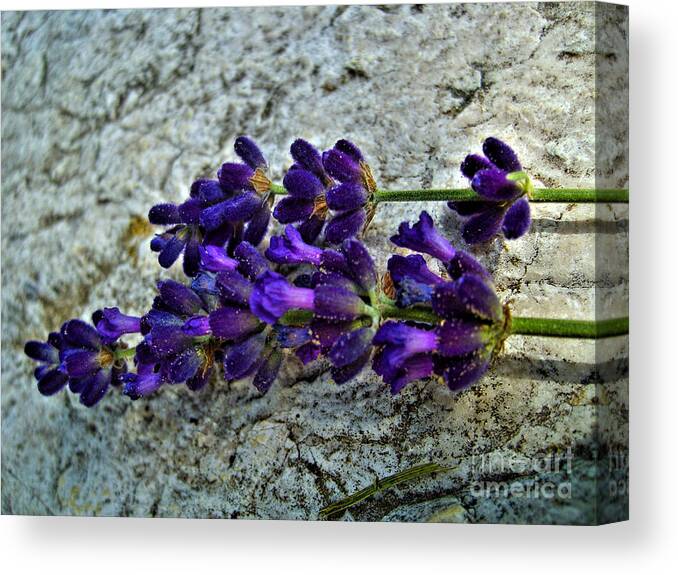 Flower Canvas Print featuring the photograph Lavender On White Stone by Nina Ficur Feenan
