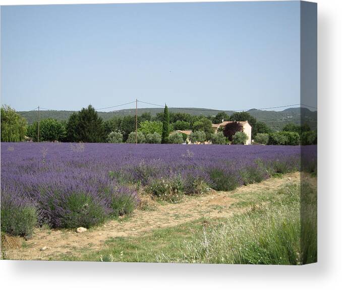 Lavender Canvas Print featuring the photograph Lavender Farm by Pema Hou