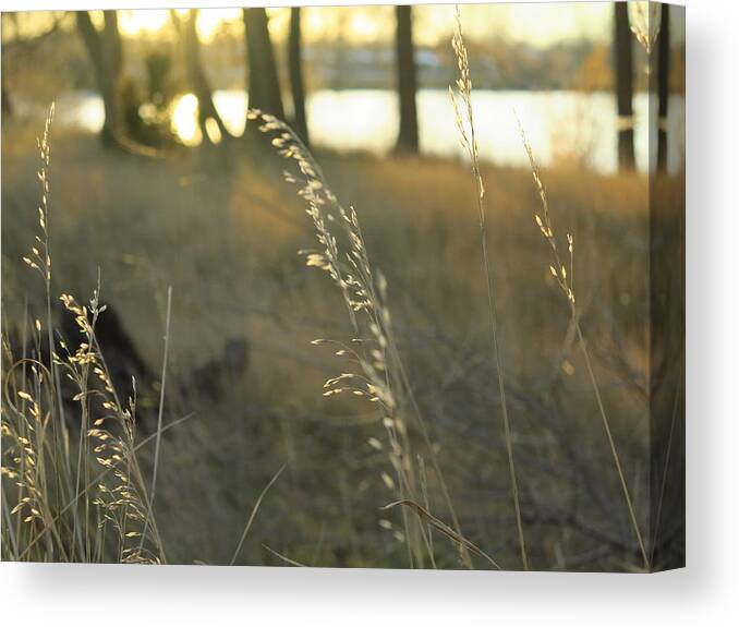 Seeds Canvas Print featuring the photograph Leaves of Grass by Jessica Myscofski