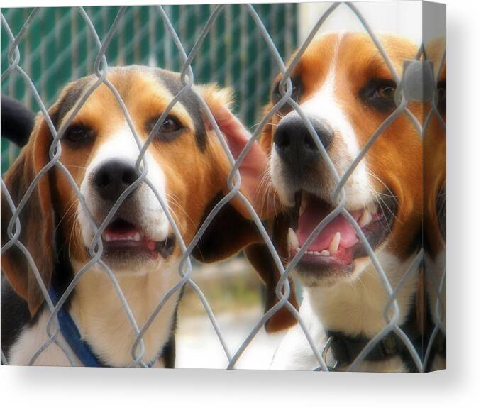 Beagle Canvas Print featuring the photograph Let Us Out by Amanda Eberly
