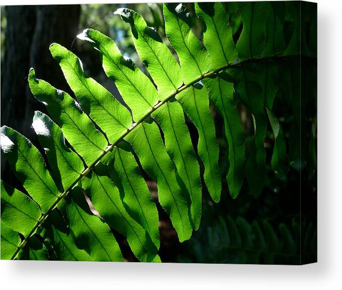 Fern Canvas Print featuring the photograph Lighted Leaf by Richard Reeve
