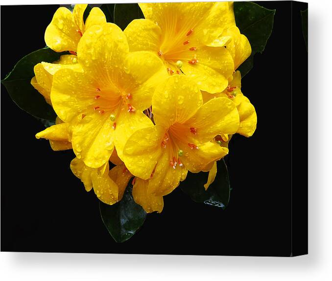 Yellow Canvas Print featuring the digital art Lilies by Kathleen Illes