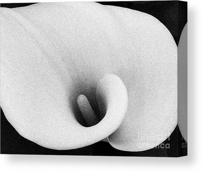 Flower Canvas Print featuring the photograph Lily by Fei A
