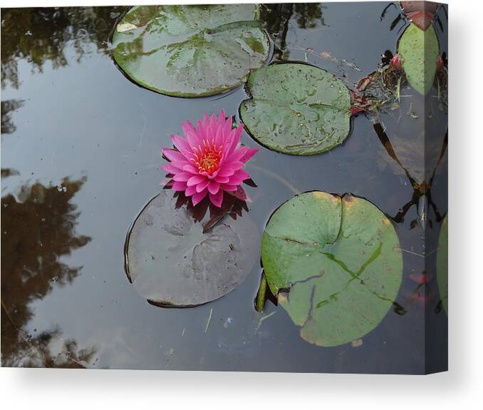 Lily Pad Canvas Print featuring the photograph Lily Flower by Michael Porchik