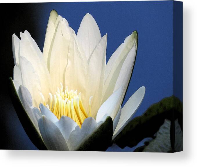 Water Lily Canvas Print featuring the digital art Lily in blue by Kathleen Illes