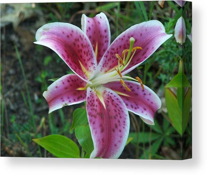 Lily Canvas Print featuring the photograph Lily by Kathleen Luther