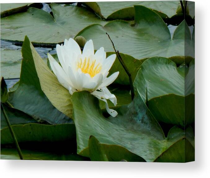 Summer Canvas Print featuring the photograph Lily by Wild Thing