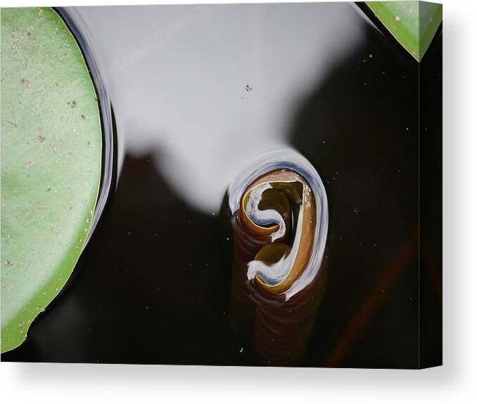 Lily Pad Canvas Print featuring the photograph Lily's Reflection by Jane Ford