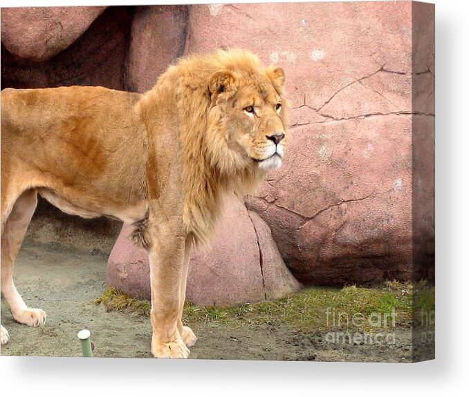 Lions Canvas Print featuring the photograph Lion Ready by Nina Silver