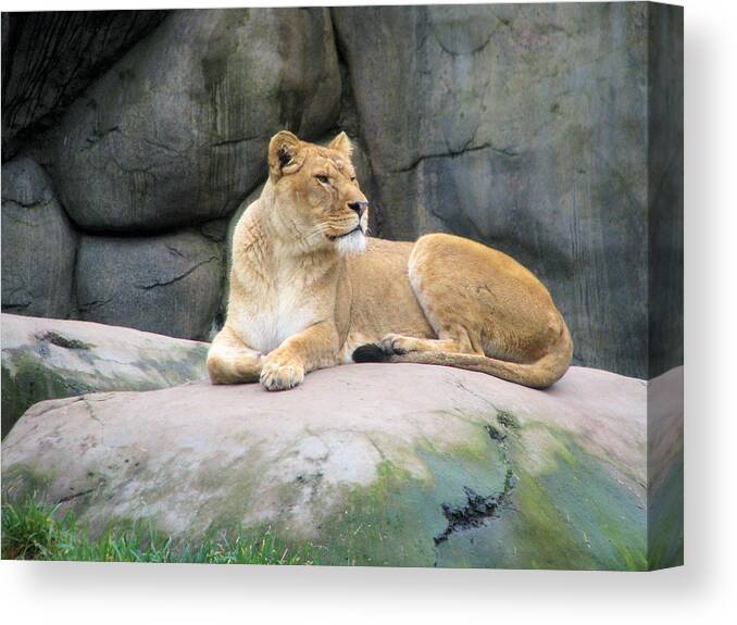 Lion Canvas Print featuring the photograph Lioness by Lora R Fisher