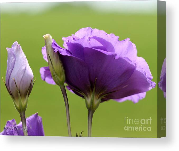 Mccombie Canvas Print featuring the photograph Lisianthus named Echo Blue by J McCombie