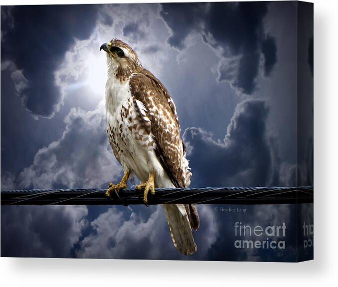 Hawk Canvas Print featuring the photograph Listening to Gaia by Heather King