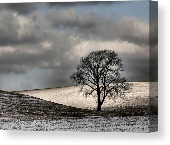 Loan Tree Canvas Print featuring the photograph Lone Tree in Farm Field by Michael Pyle