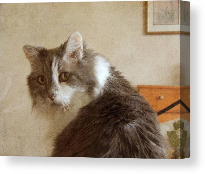 Cat Canvas Print featuring the photograph Long-Haired Cat Portrait by Jayne Wilson