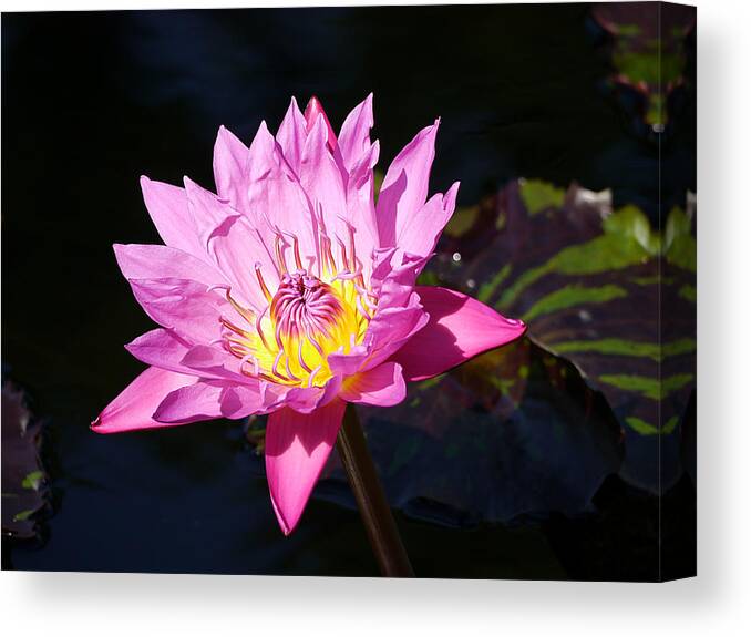 Richard Reeve Canvas Print featuring the photograph Longwood - Water lily III by Richard Reeve