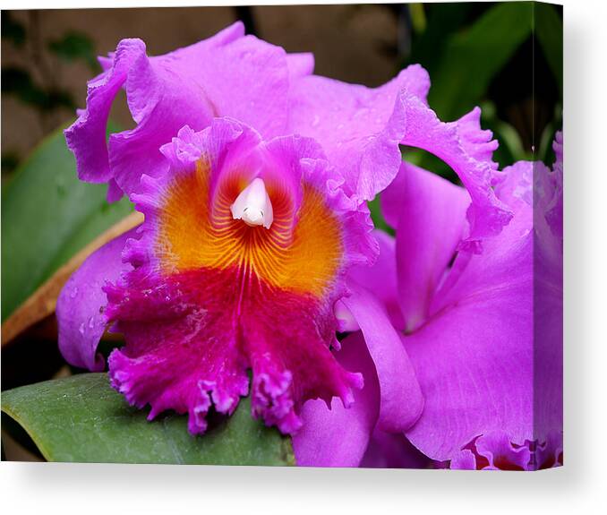 Longwood Gardens Canvas Print featuring the photograph Longwood Gardens - Orchid 2 by Richard Reeve