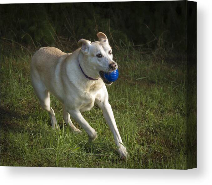 Action Canvas Print featuring the photograph Looking Good by Jean Noren