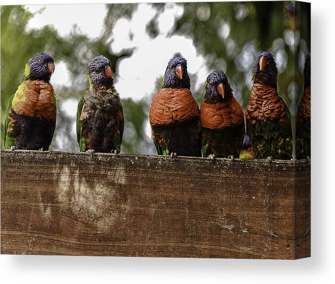 Lorakeets Canvas Print featuring the photograph Lorakeets by Kevin Senter
