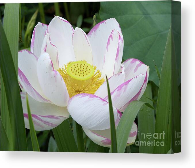 Lotus Canvas Print featuring the photograph Lotus by Ann Horn