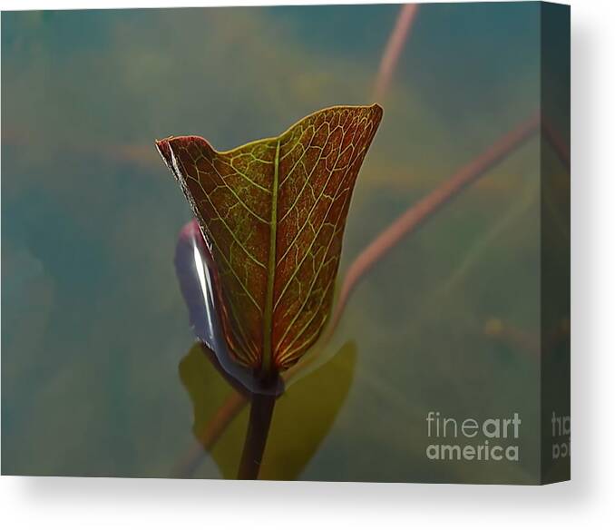 Michelle Meenawong Canvas Print featuring the photograph Lotus Leaf by Michelle Meenawong
