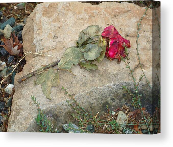 Rose Canvas Print featuring the photograph Love Lost by Steven Holder