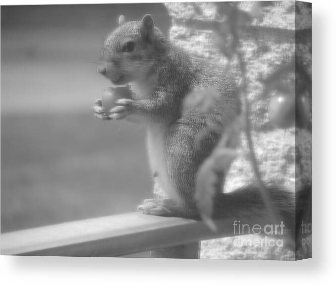 Squirrel Canvas Print featuring the photograph Loves Tomatoes by Michael Krek
