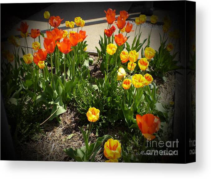 Flower Prints Canvas Print featuring the photograph M Color Combination Flowers Collection No. CC10 by Monica C Stovall