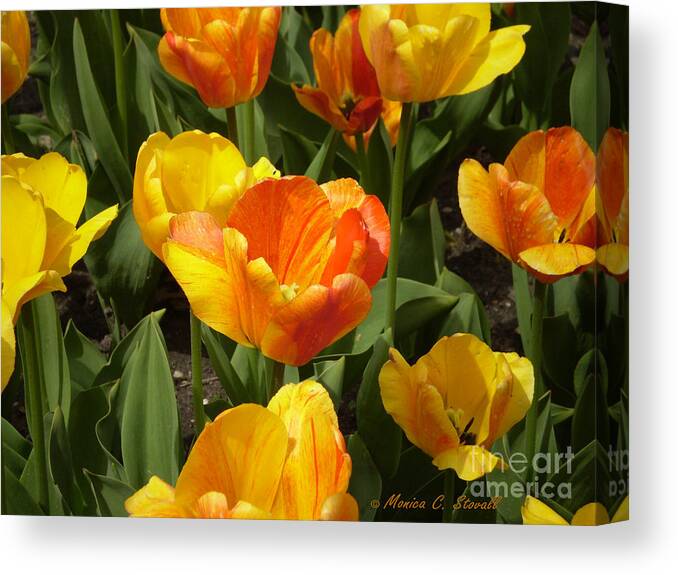 Flower Prints Canvas Print featuring the photograph M Color Combination Flowers Collection No. CC7 by Monica C Stovall