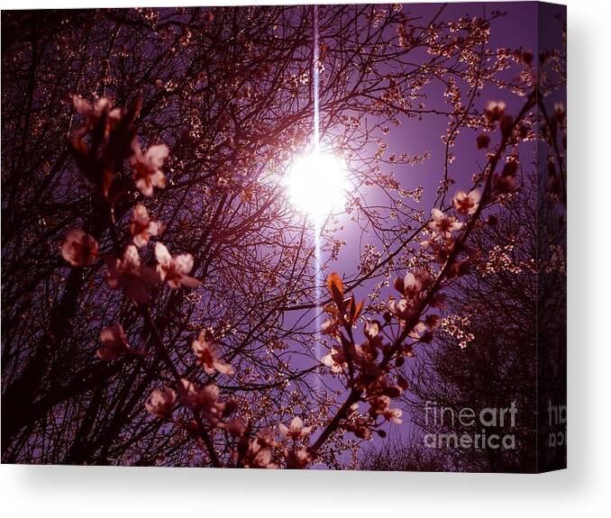 Blossom Canvas Print featuring the photograph Magical Blossoms by Vicki Spindler