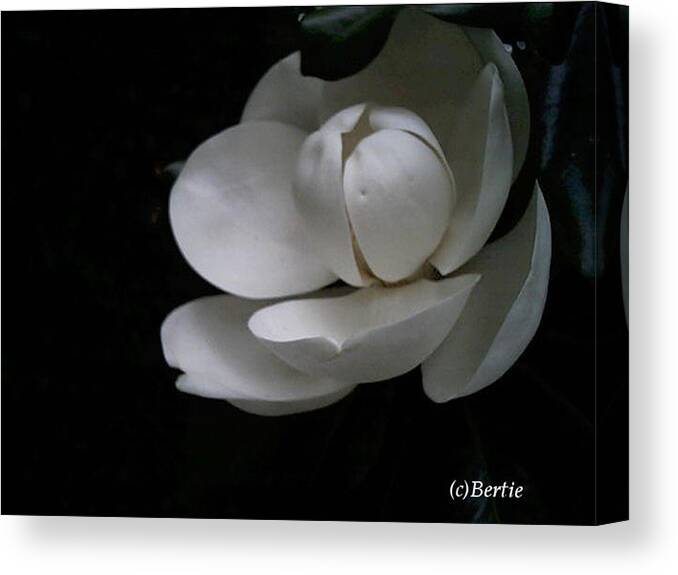Photography Canvas Print featuring the photograph Magnolia by Bertie Edwards