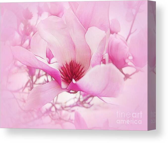 Magnolia Canvas Print featuring the photograph Magnolia Mist by Judi Bagwell