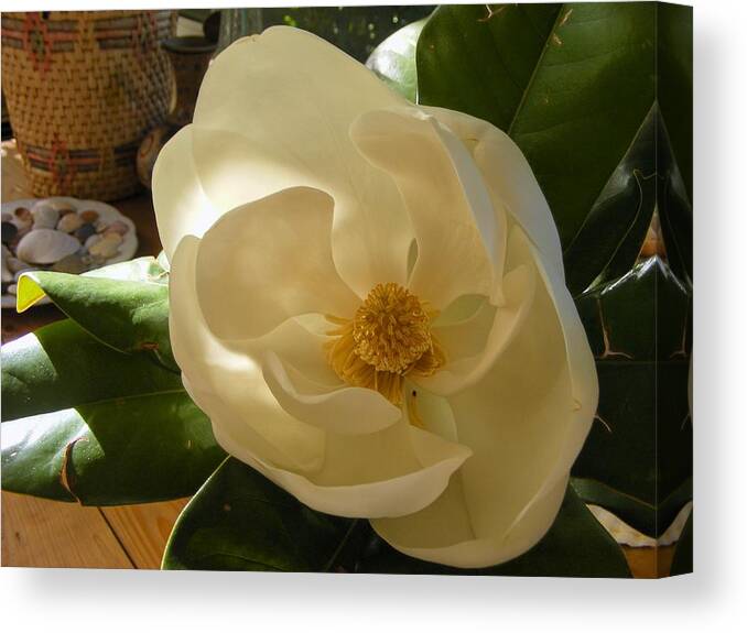 Photography Canvas Print featuring the photograph Magnolia by Nancy Kane Chapman
