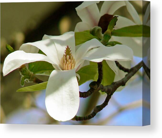 Flower Canvas Print featuring the photograph Magnolia Stellata Royal Star by Pamela Patch