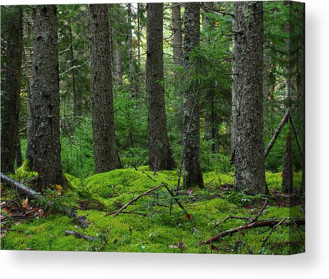 Tree Canvas Print featuring the photograph Maine Forest Acadia National Park by Juergen Roth
