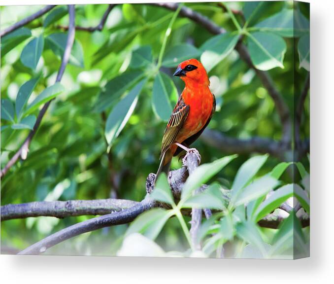 Tropical Tree Canvas Print featuring the photograph Male Red Fody Bird On The Tree Branch by Stocknshares