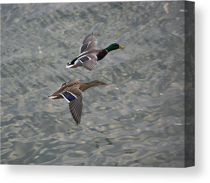 Ducks Canvas Print featuring the photograph Mallards on the Move by Holden The Moment