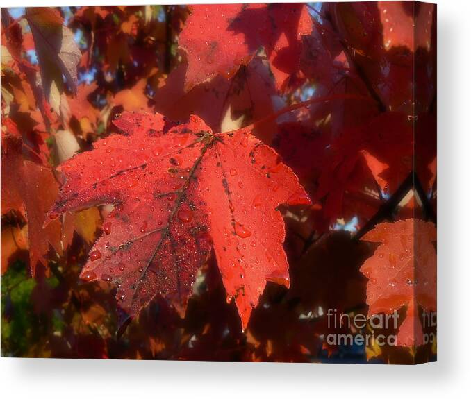 Maple Canvas Print featuring the photograph Maple Leaves in Autumn Red by MM Anderson