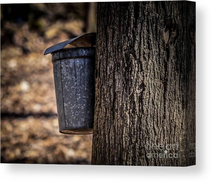 Collecting Sap Canvas Print featuring the photograph Maple Syrup Time Collecting Sap by Ronald Grogan