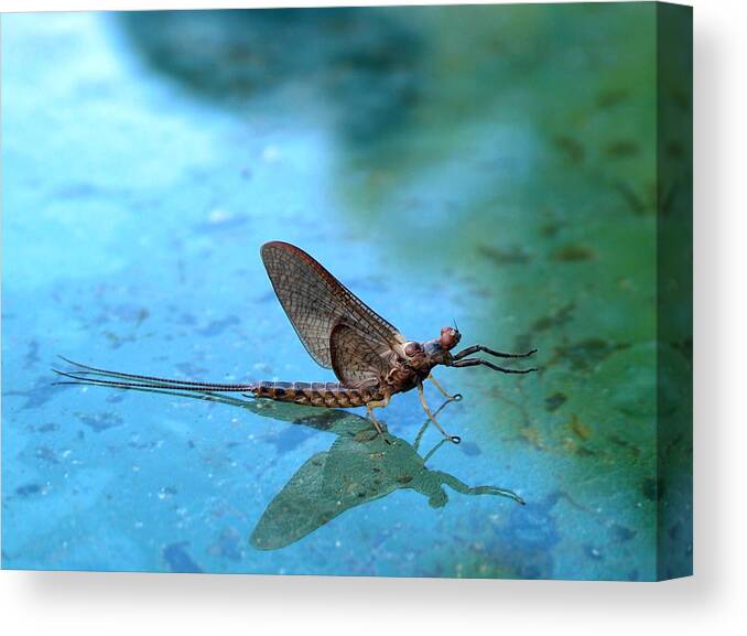 Mayfly Canvas Print featuring the photograph Mayfly Reflected by Thomas Young