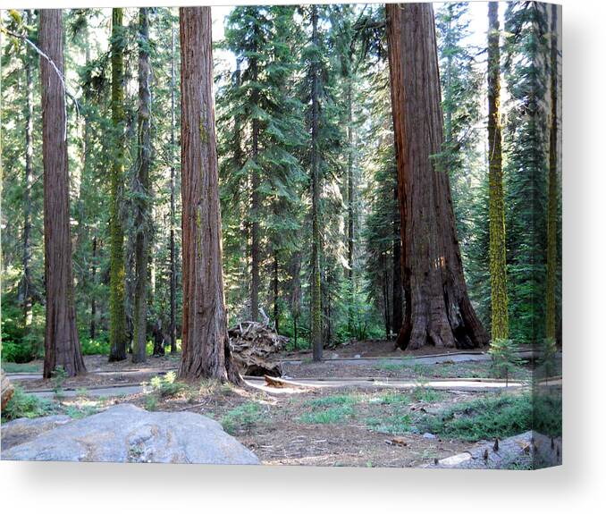 Tree Canvas Print featuring the photograph McKinley Grove by Eric Forster