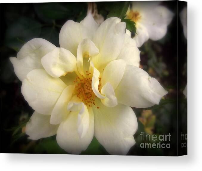 Rose Canvas Print featuring the photograph Melted Butter Popcorn Rose - Flower Photography by Miriam Danar