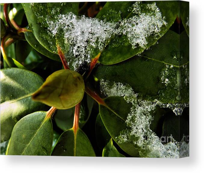 Flower Canvas Print featuring the photograph Melting Crystals by Robyn King