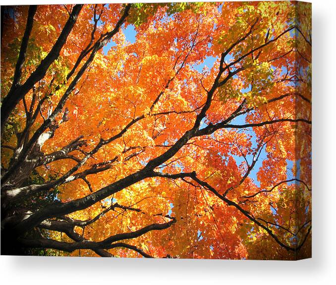 Fall Canvas Print featuring the photograph Michigan Sugan Maple by Dean Ginther